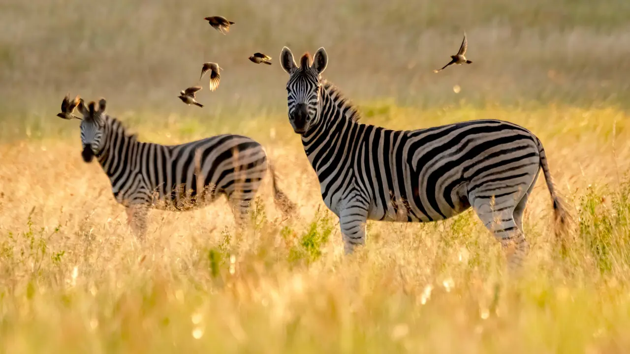 Babanango Game Reserve, zebra