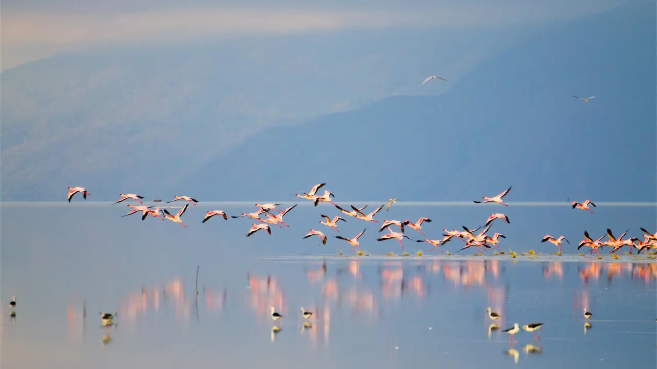 Flamingos, Lake Manyara