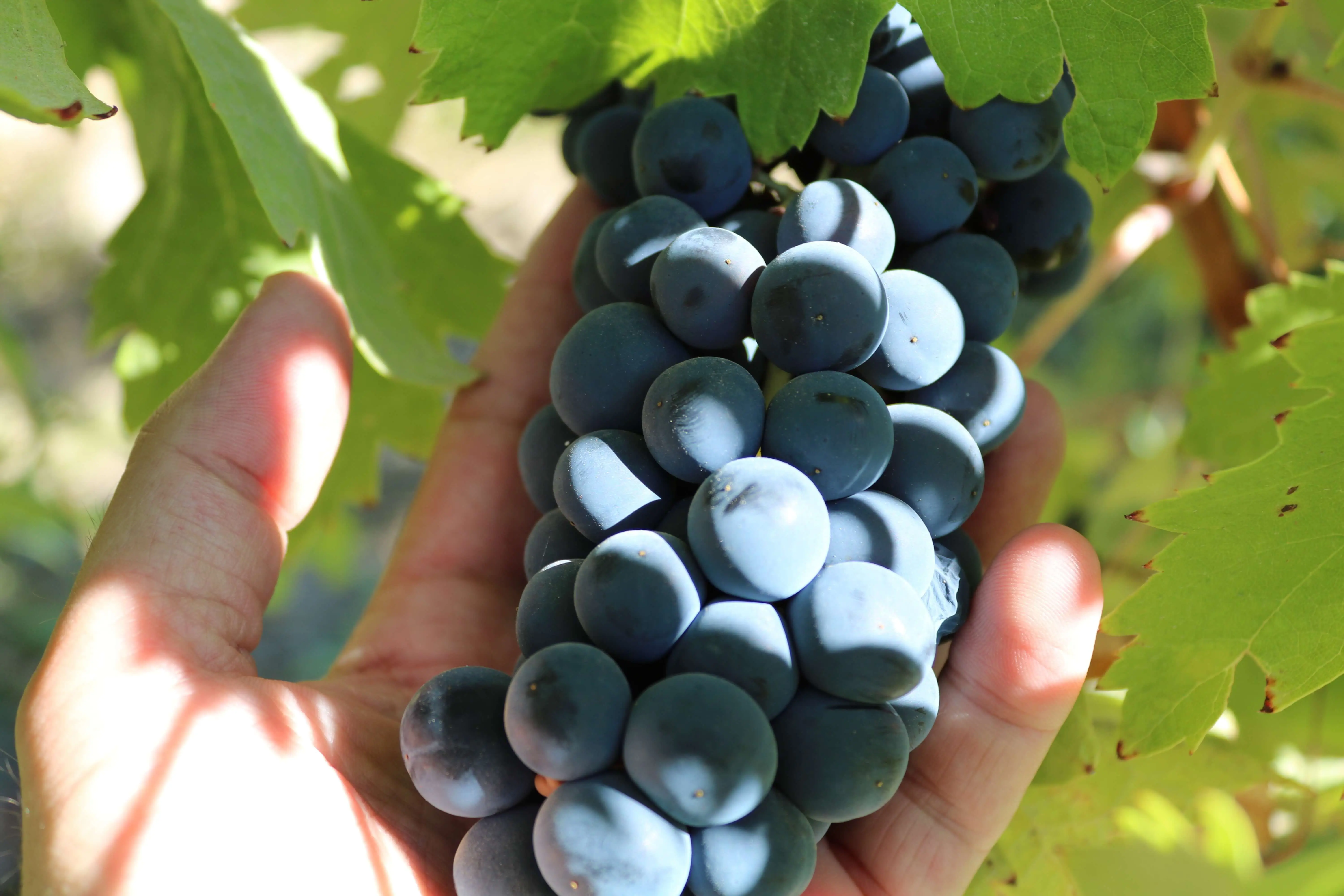 Vineyards