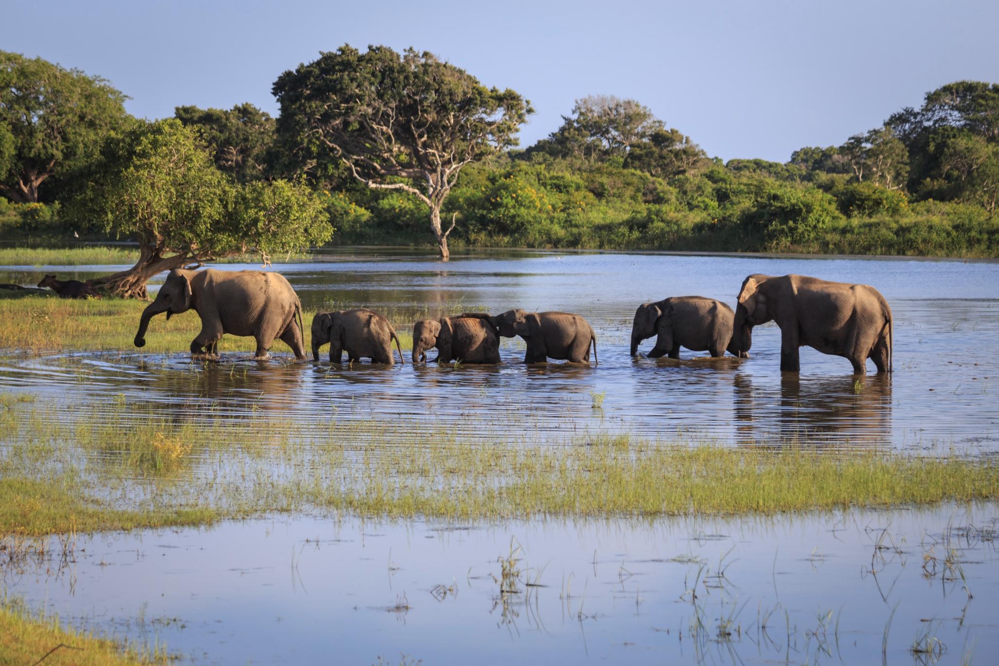 Elephant herd wading in a watering hole, Yala National Park, Sri Lanka