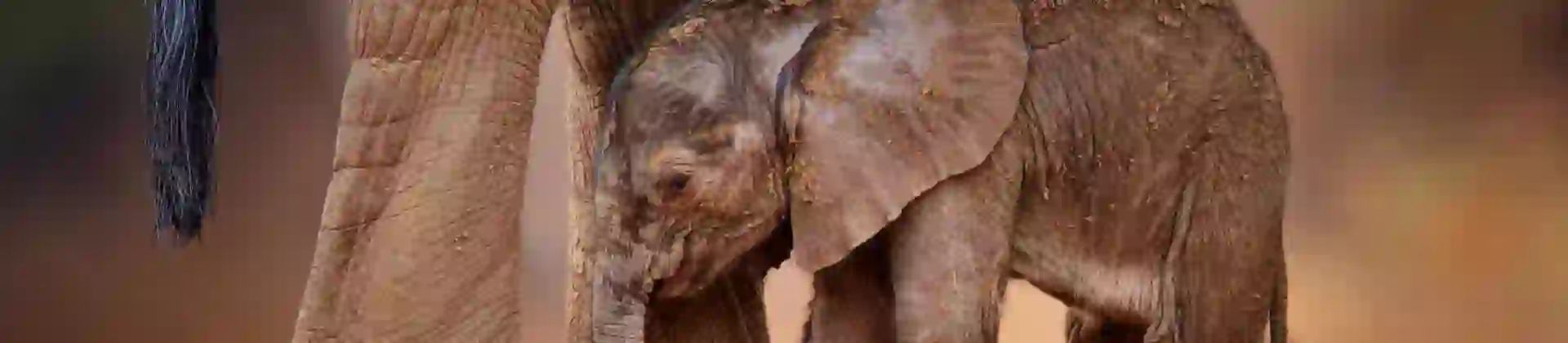 Elephant calf, Karongwe Game Reserve