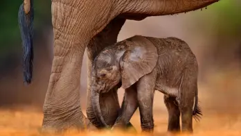 Elephant calf, Karongwe Game Reserve