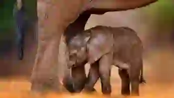 Sh 1952222893 African Elephant And Baby