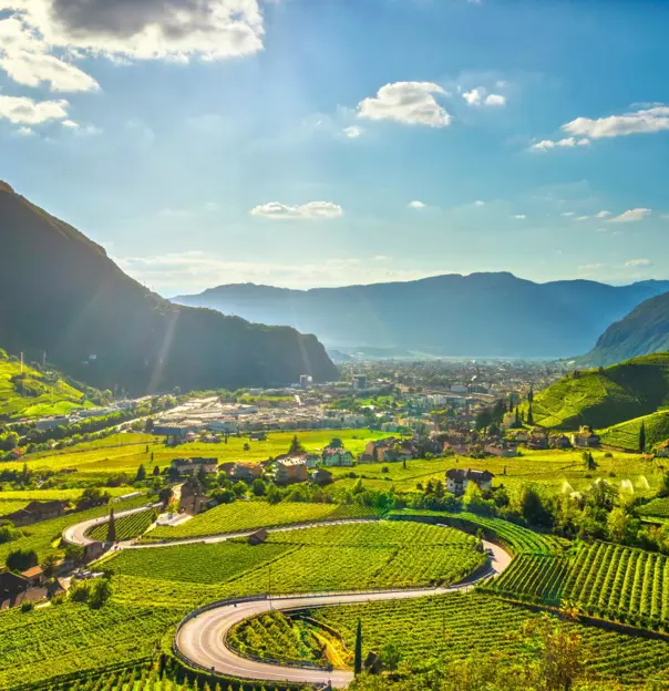 AS 305233445 Vineyards, Santa Maddalena, Bolzano, South Tyrol, Italy