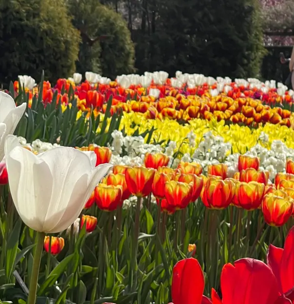 Keukenhof Gardens