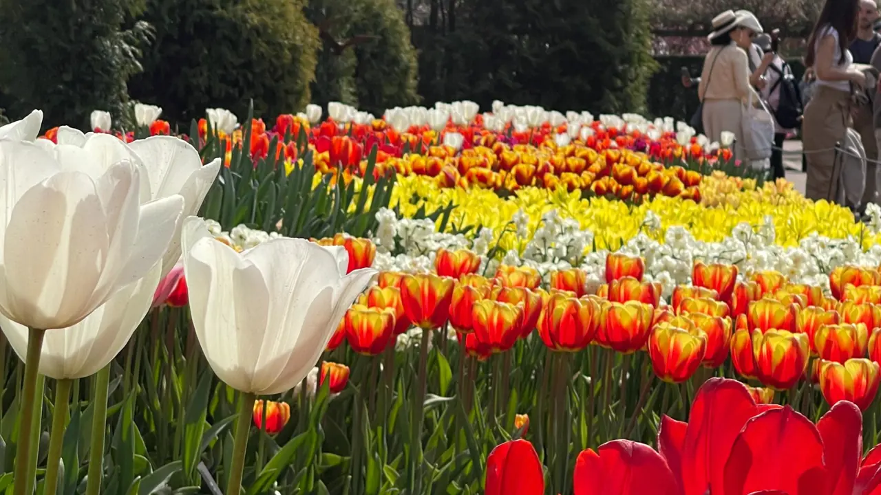 Keukenhof Gardens