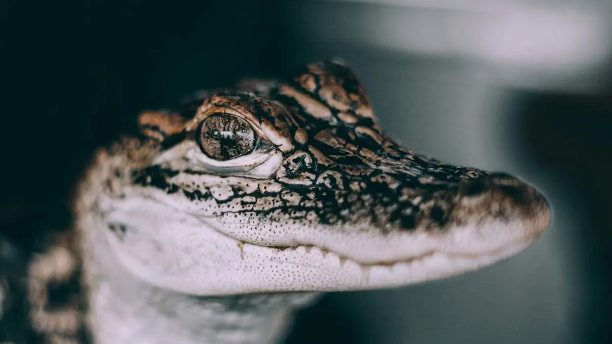 Alligator