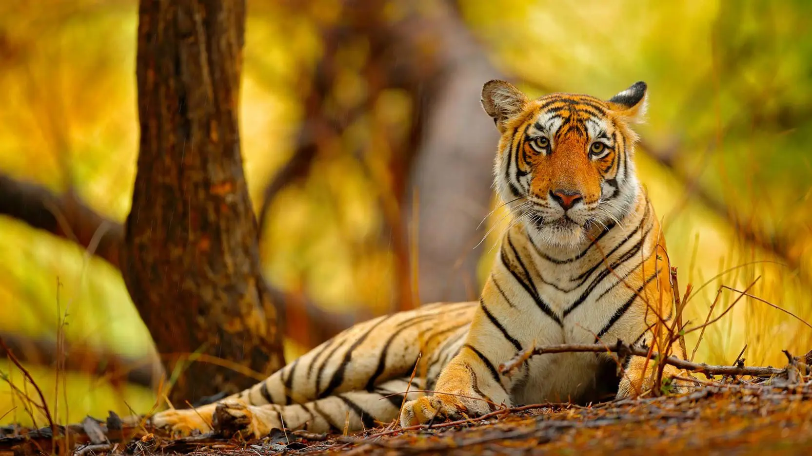 Bengal tiger, Ranthambore National Park