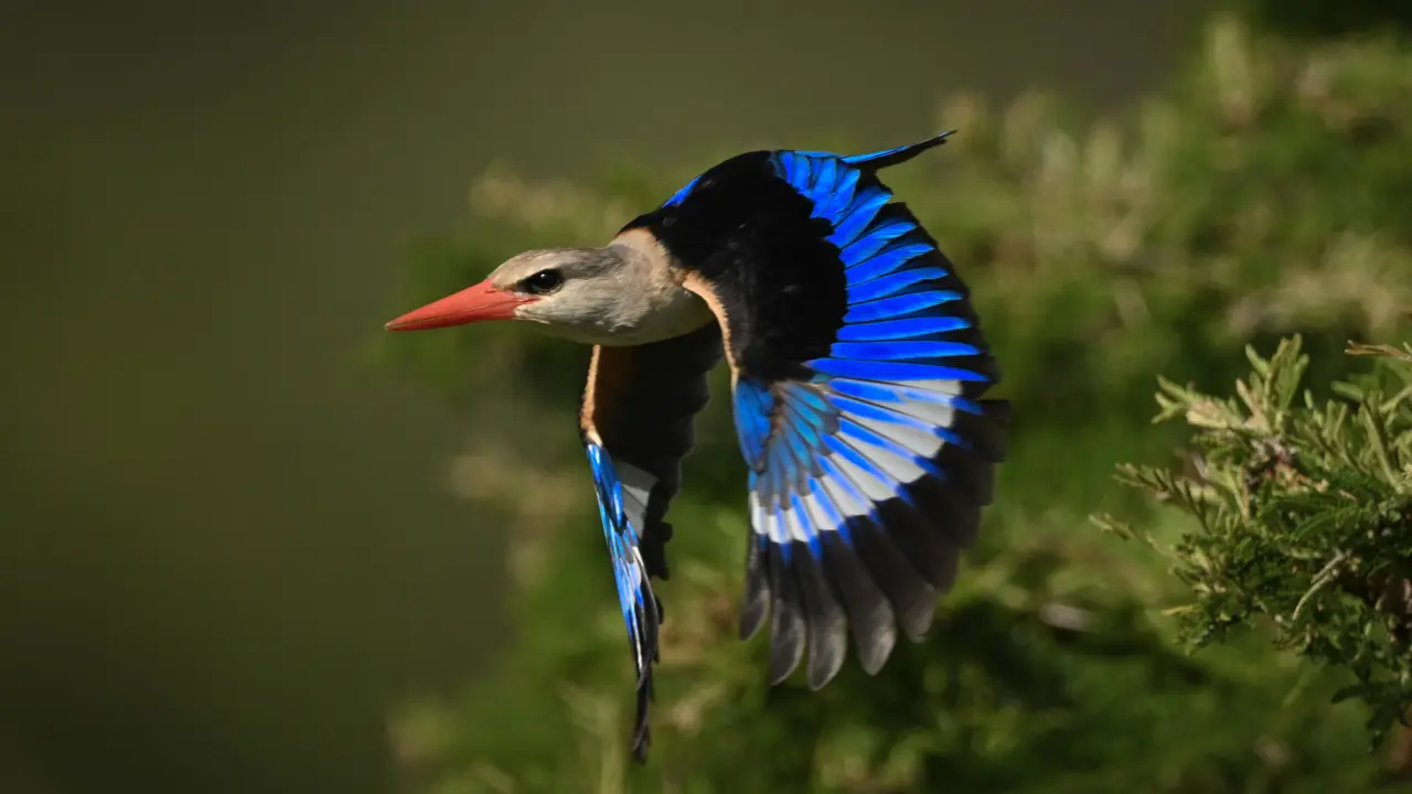 Grey headed kingfisher