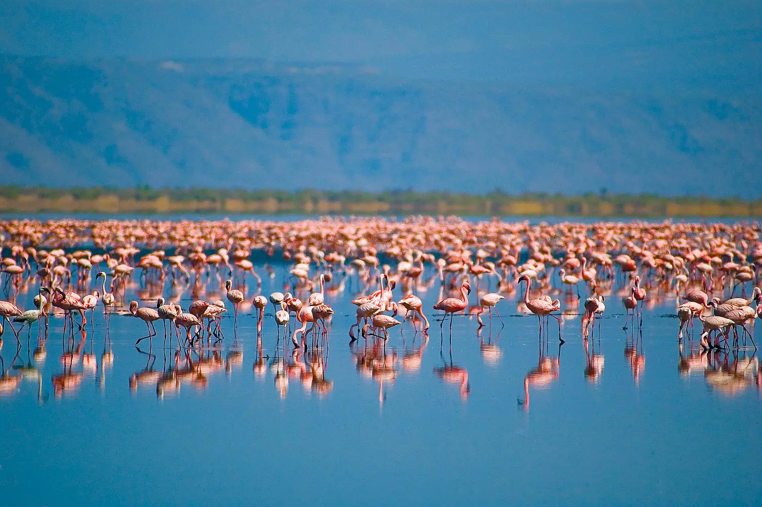 Flamingos, Lake Natron