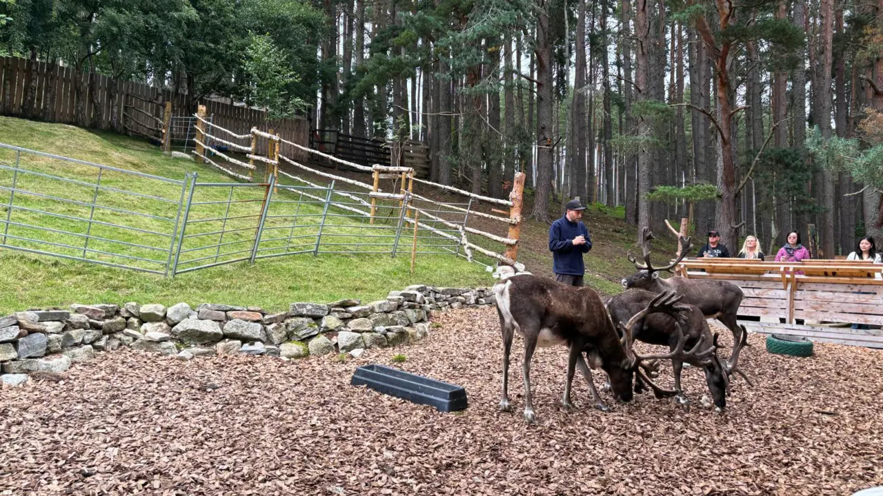 Cairngorm Reindeer Centre