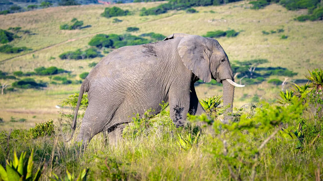 Babanango Game Reserve, elephant