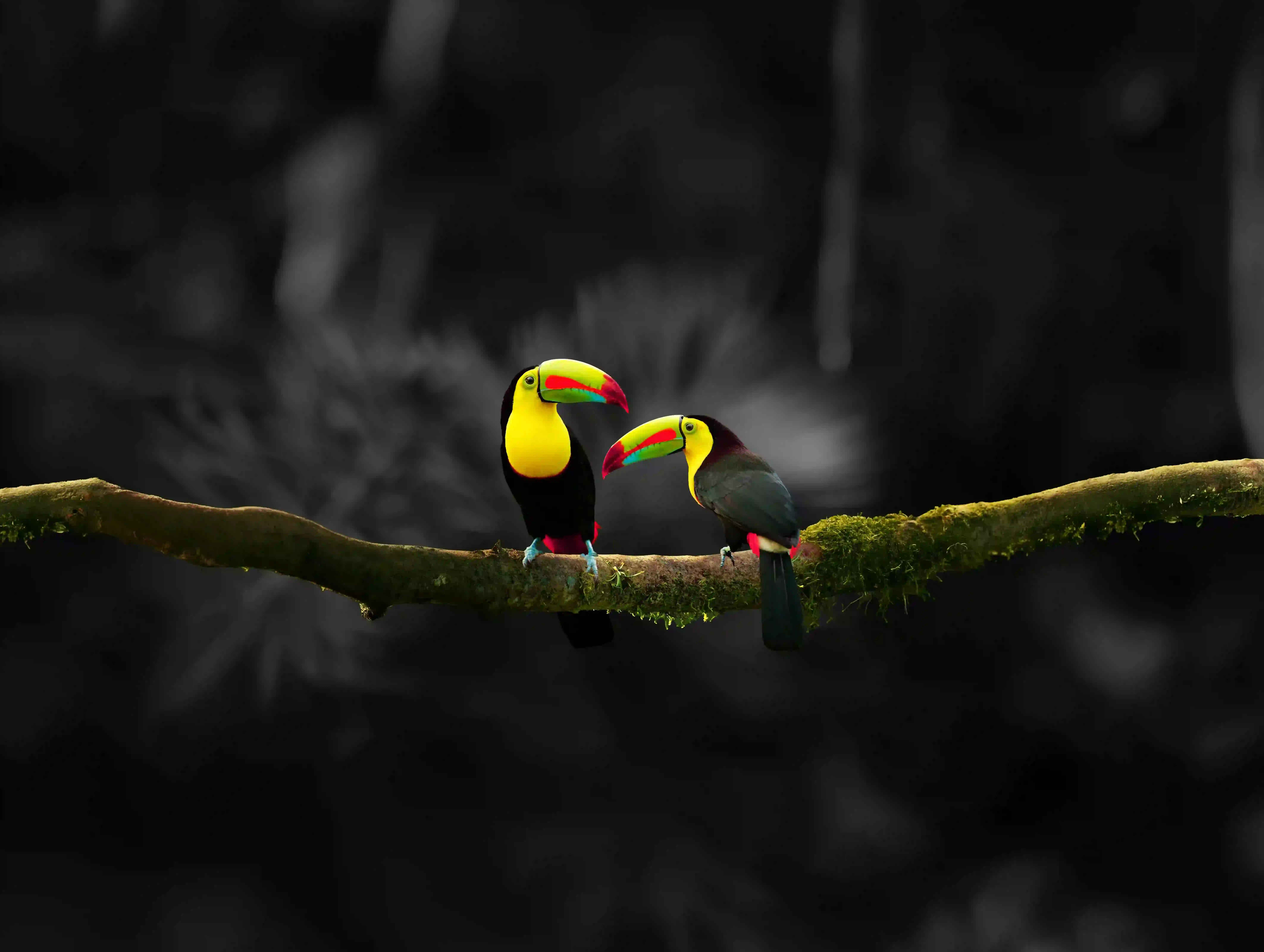 Toucan 2