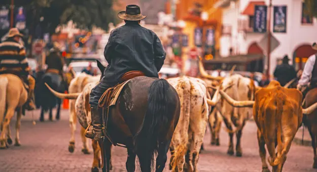 Stockyards Cattle Drive, Fort Worth, Texas