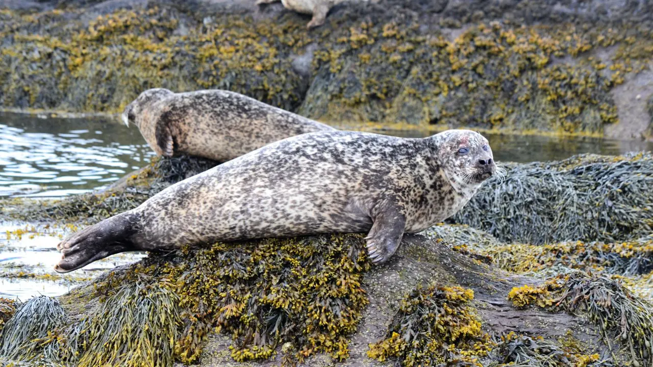 Seal Island, Glengariff, County Cork, Ireland