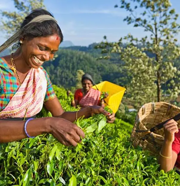Tea Plantation Sri Lanka