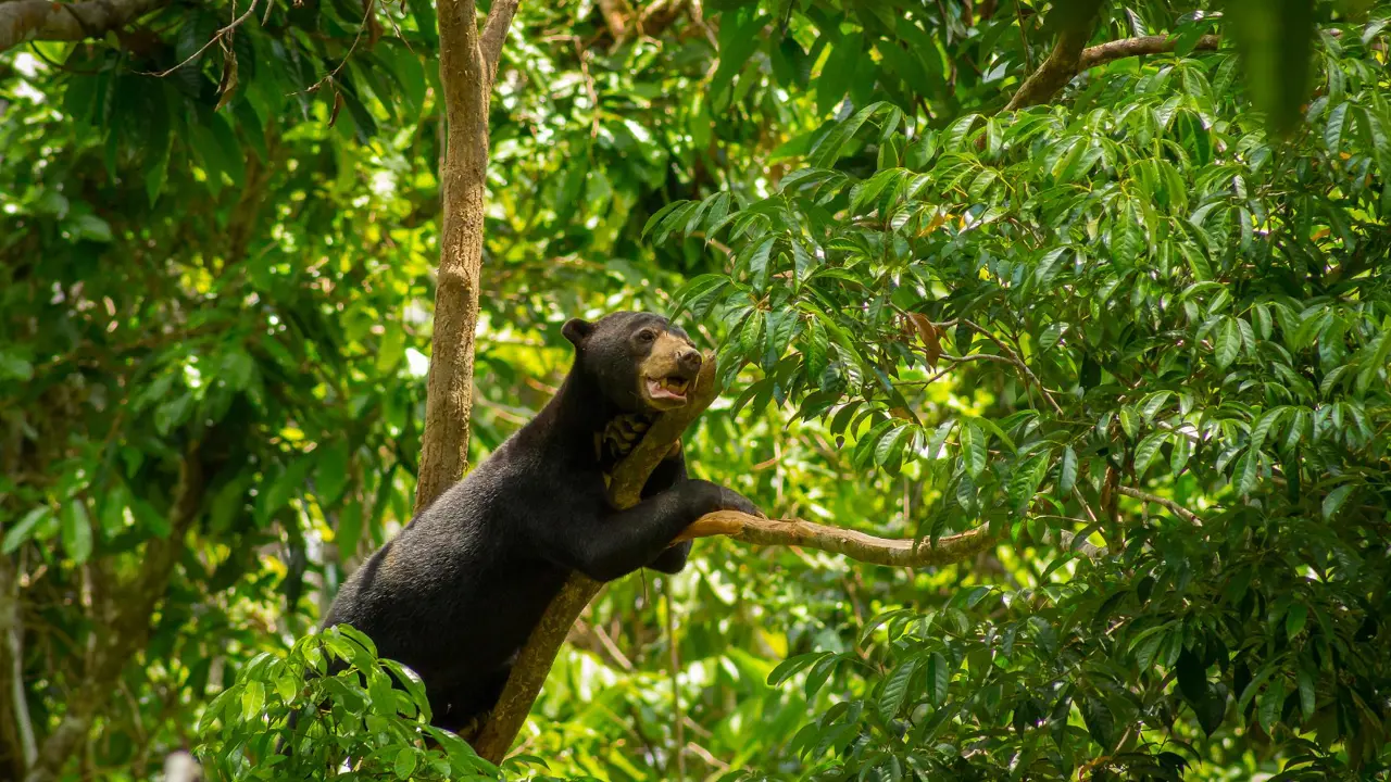 Sun Bear, Borneo