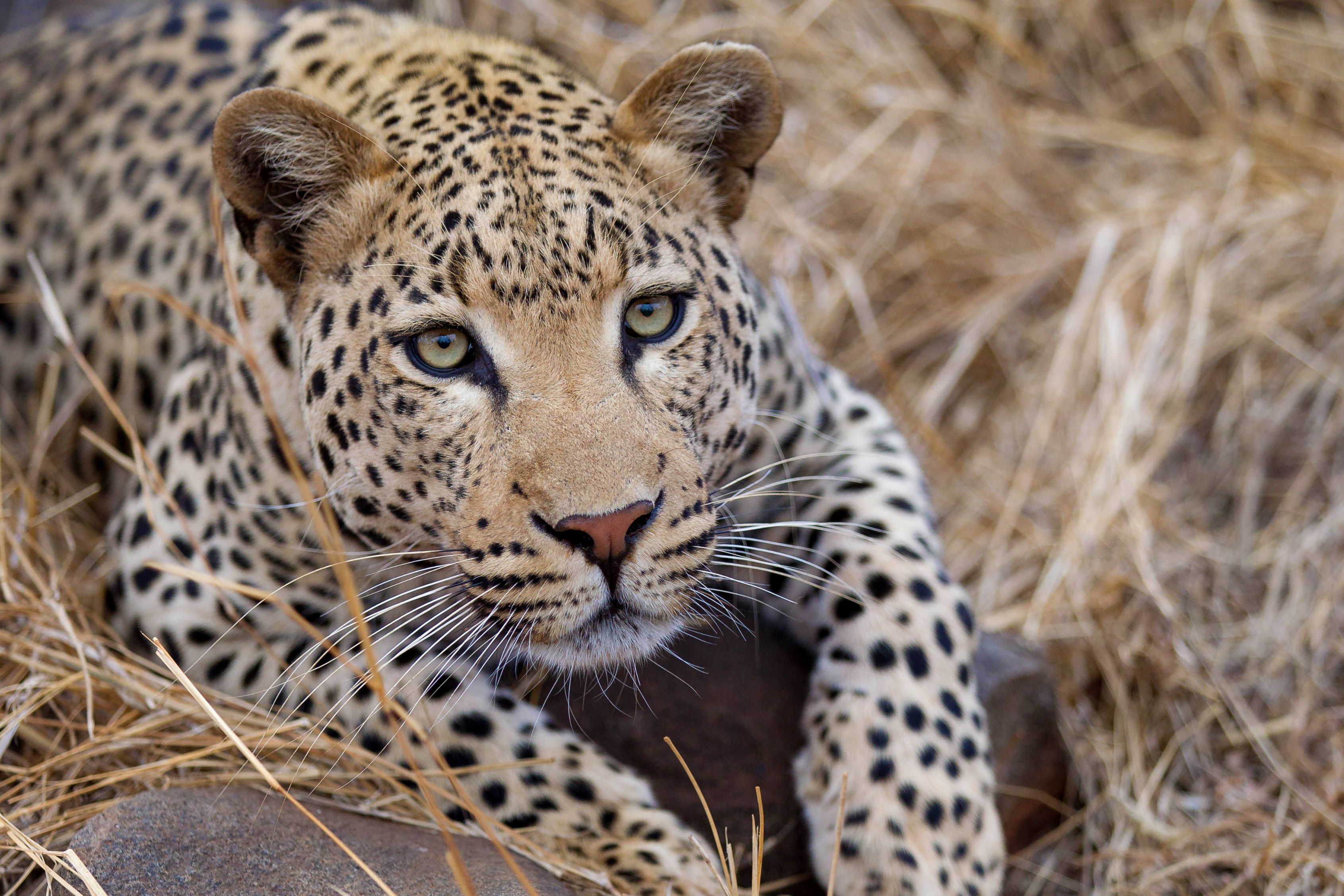 Leopard, South Africa