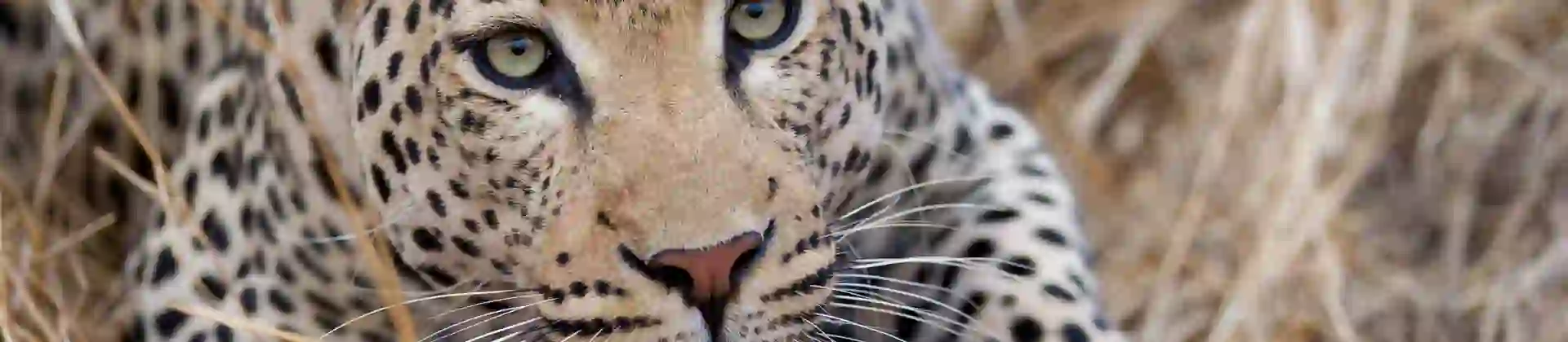 Leopard, South Africa