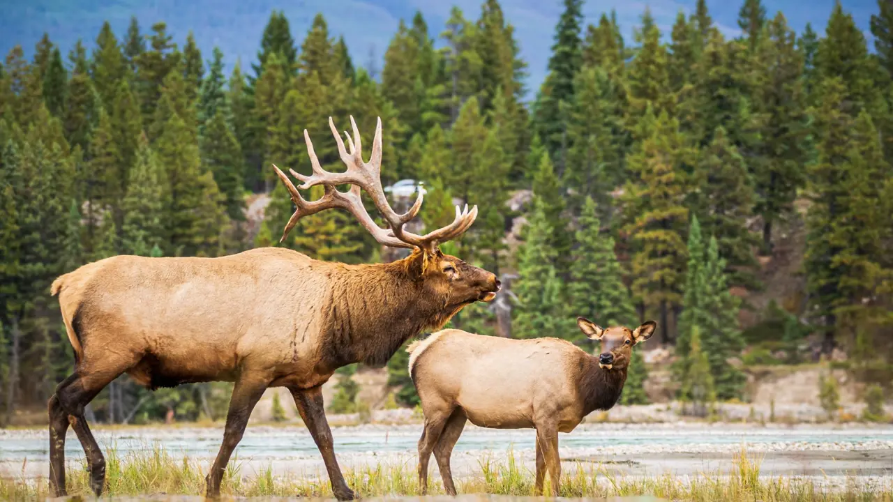 Elk family, Jasper National Park