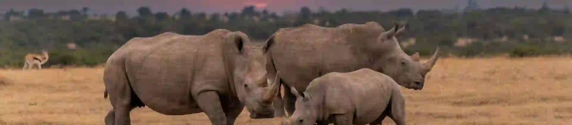 White Rhino With Sunset In Background Kenya