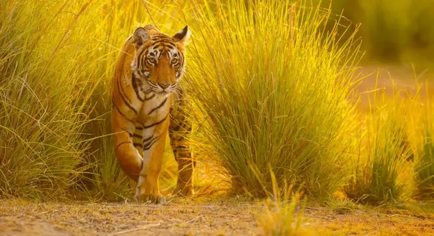 A Bengal tiger walks through tall golden grass in the warm evening sunlight at Ranthambore National Park, India