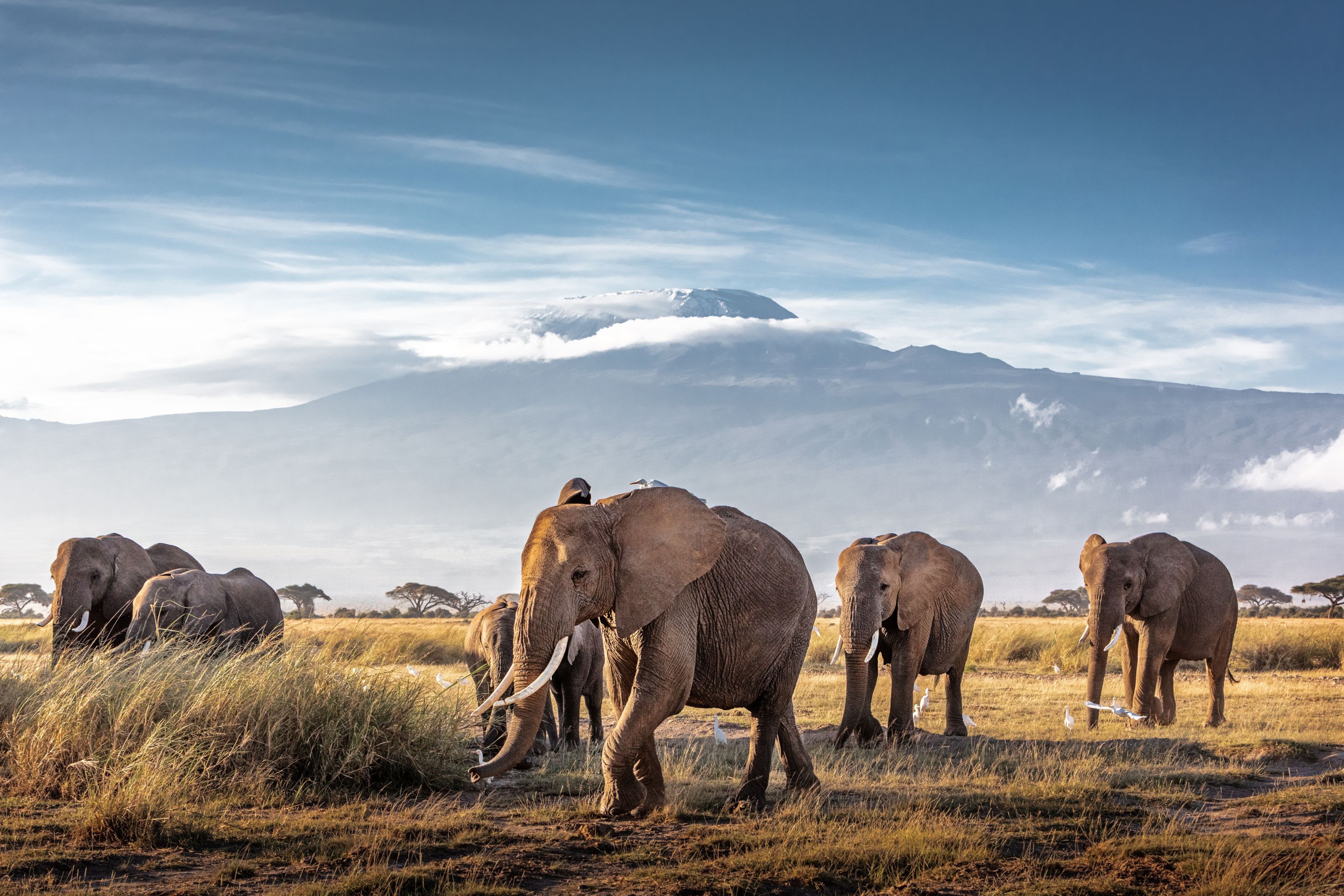 Herd of Elephants in Kenyan National Park