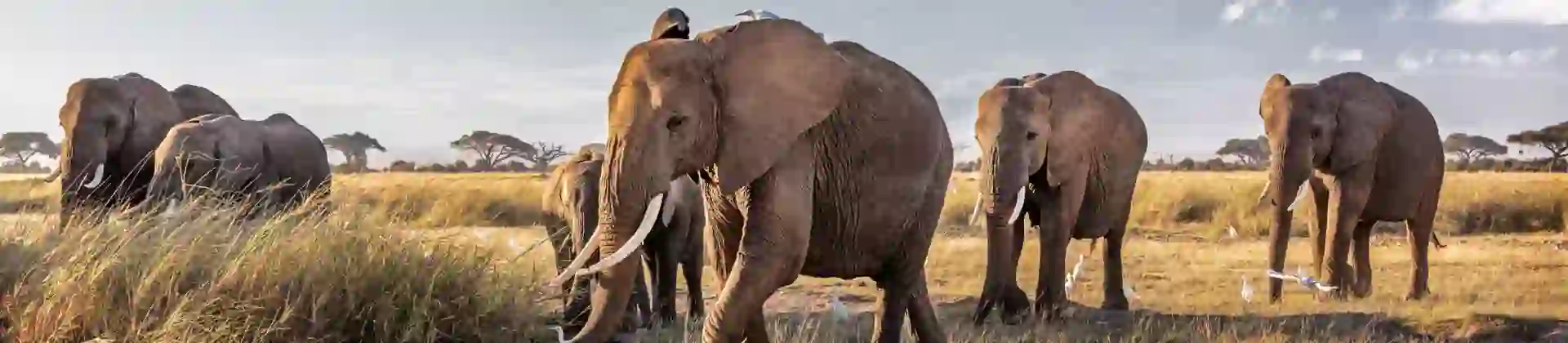 Herd of Elephants in Kenyan National Park