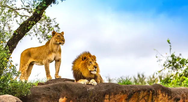 Lions, Kruger National Park