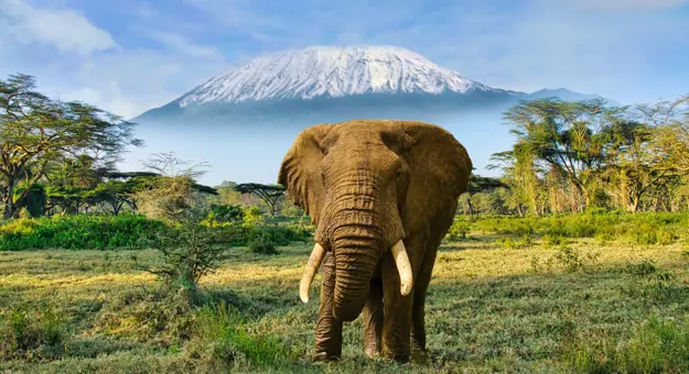 Elephant And Mount Kilimanjaro In Amboseli National Park