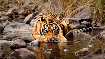 A Bengal tiger crouches by a stream, drinking water among rocks and dry grass in Ranthambore National Park in India