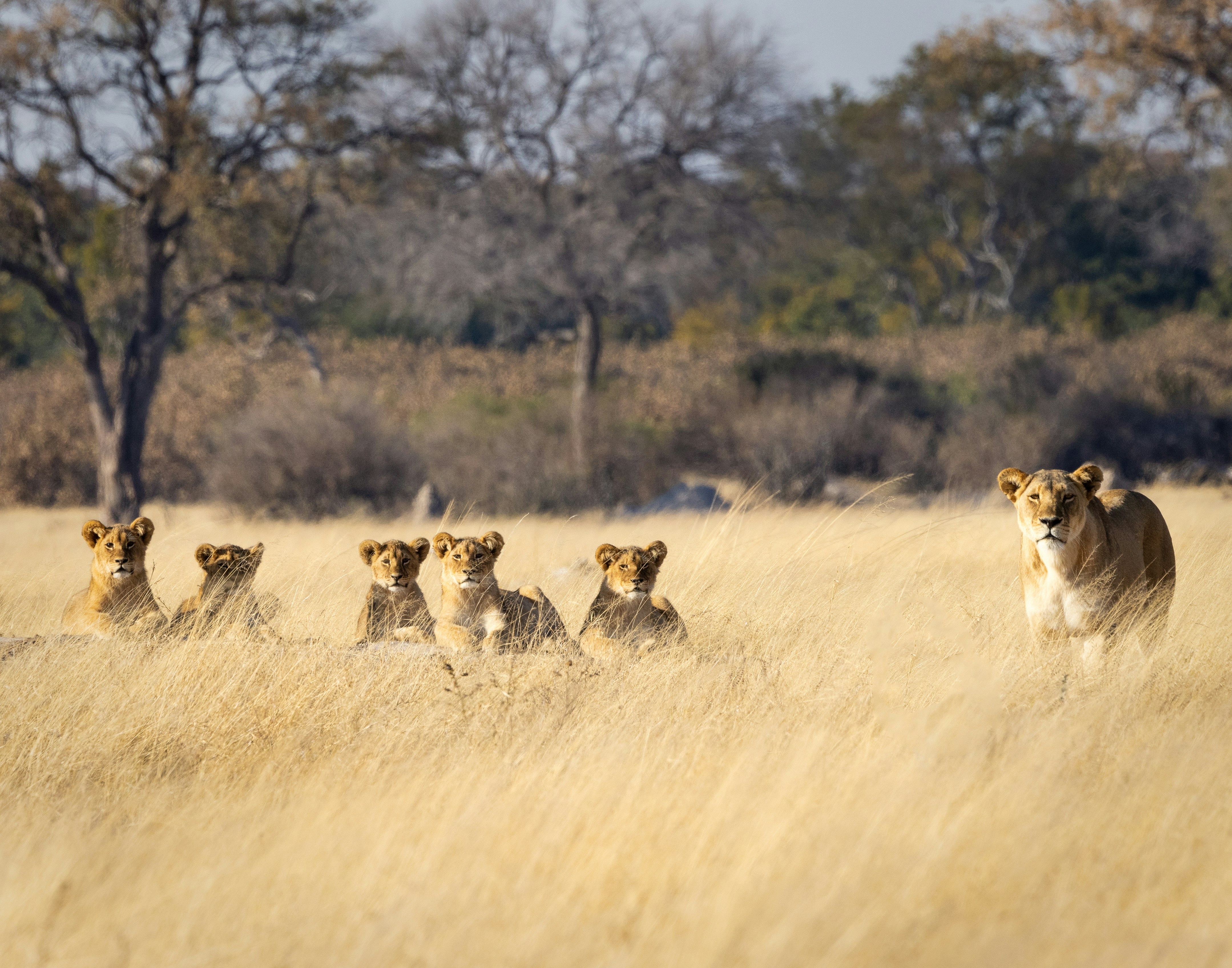 Ian Mackey K4ssdtvznye Unsplash Hwange National Park, Zimbabwe