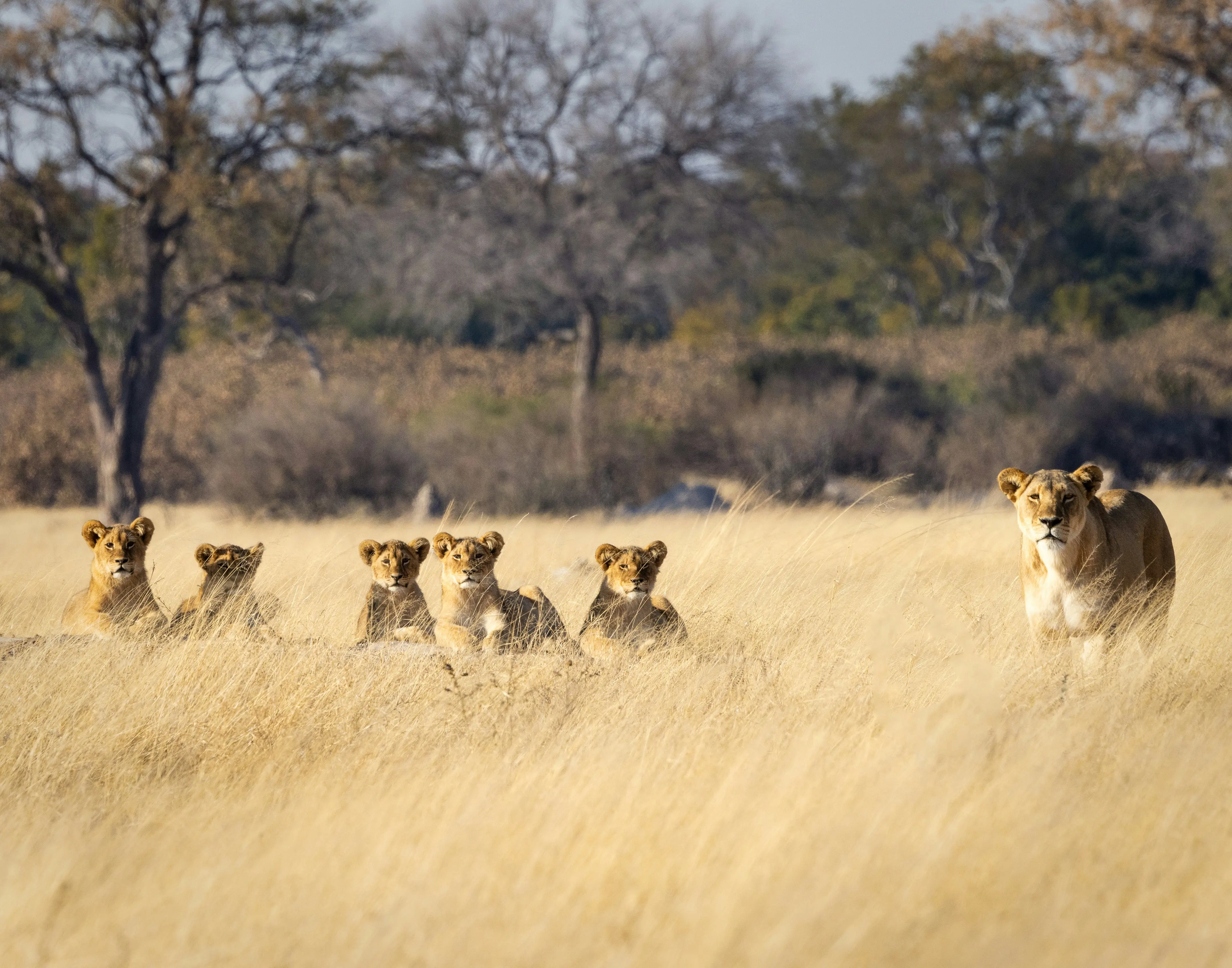 Ian Mackey K4ssdtvznye Unsplash Hwange National Park, Zimbabwe