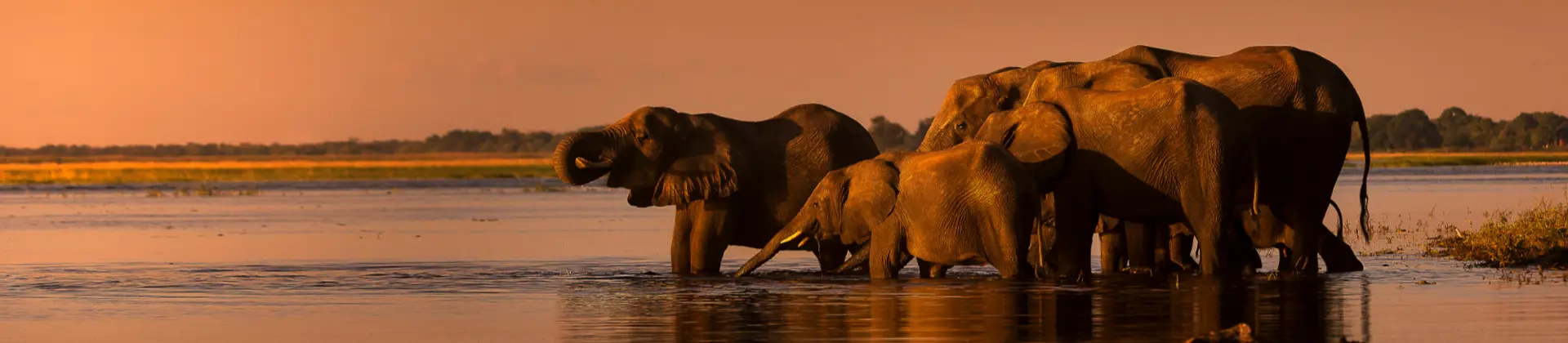 Chobe River, Botswana, elephants drinking