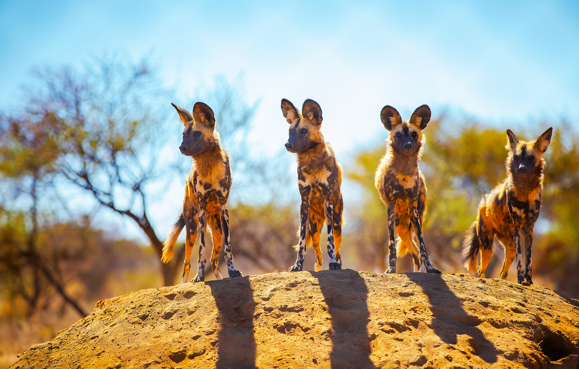 Painted Dogs, Hwange, Zimbabwe