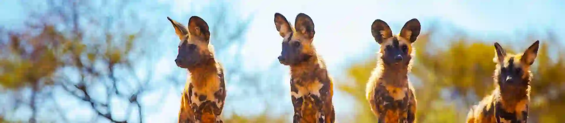 Painted dogs, Hwange National Park