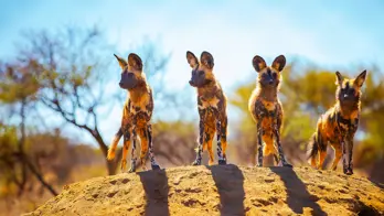 Painted dogs, Hwange National Park