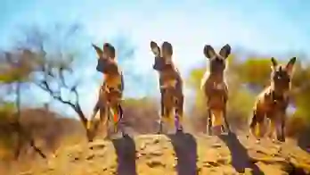 Painted dogs, Hwange National Park