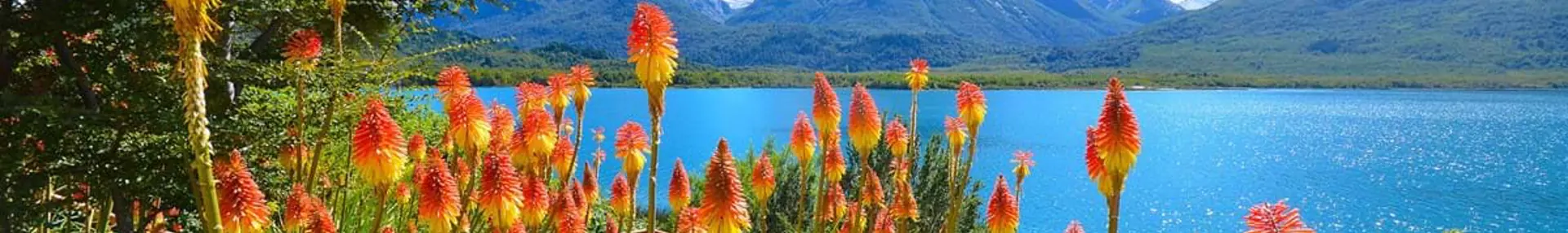 Flowers By The Mascardi Lake At Bariloche In The Nahuel Huapi National Park Patagonia Argentina