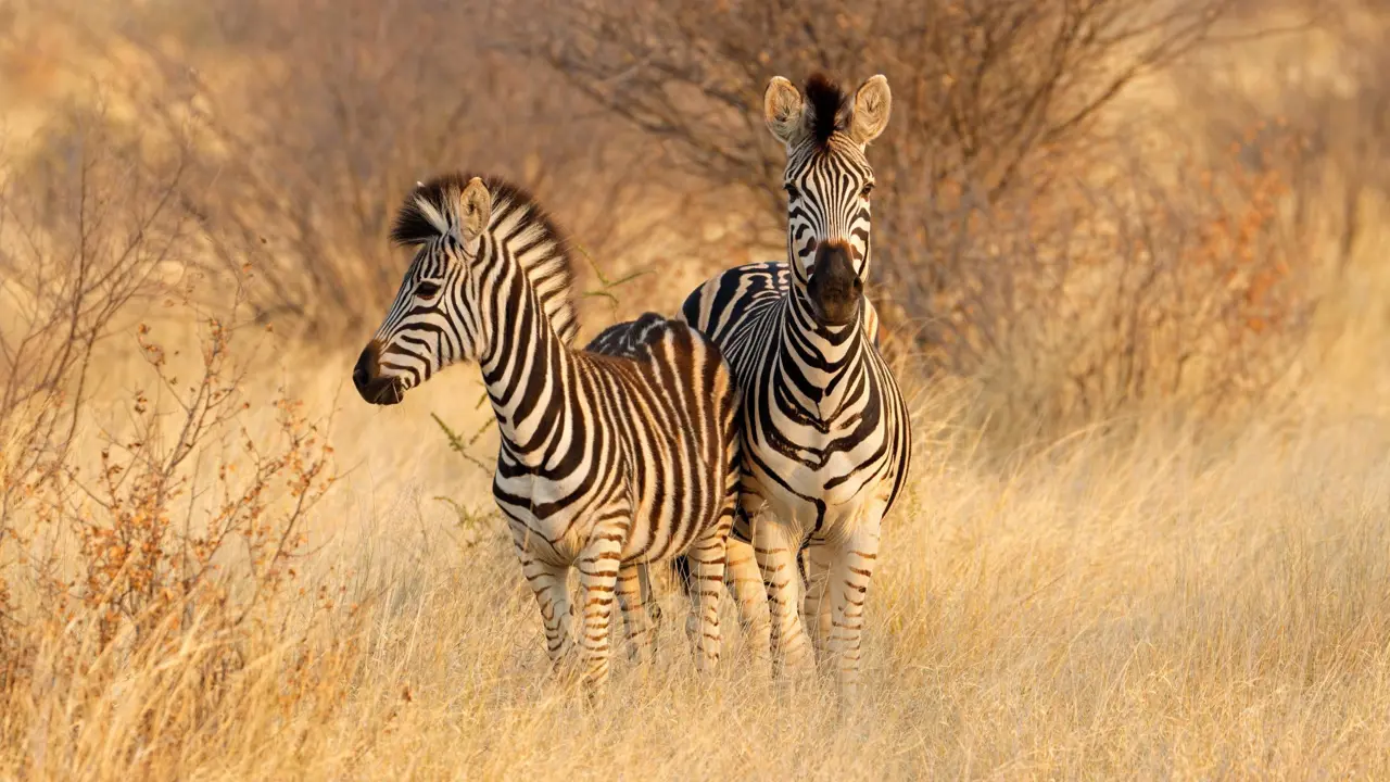 Zebras