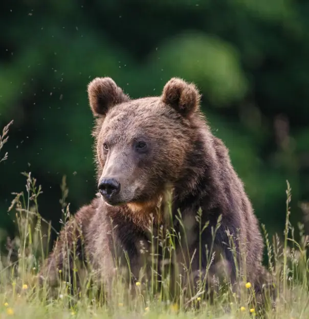 Carpathian brown bear, Romania