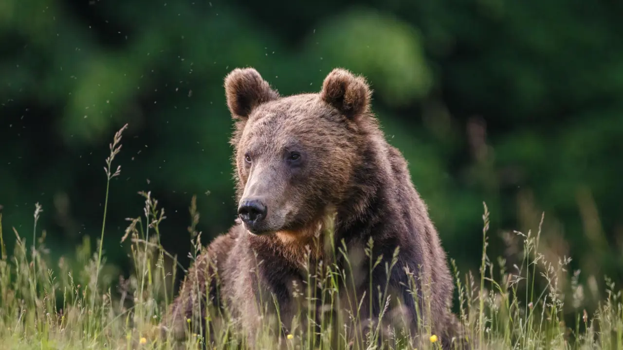 Carpathian brown bear, Romania