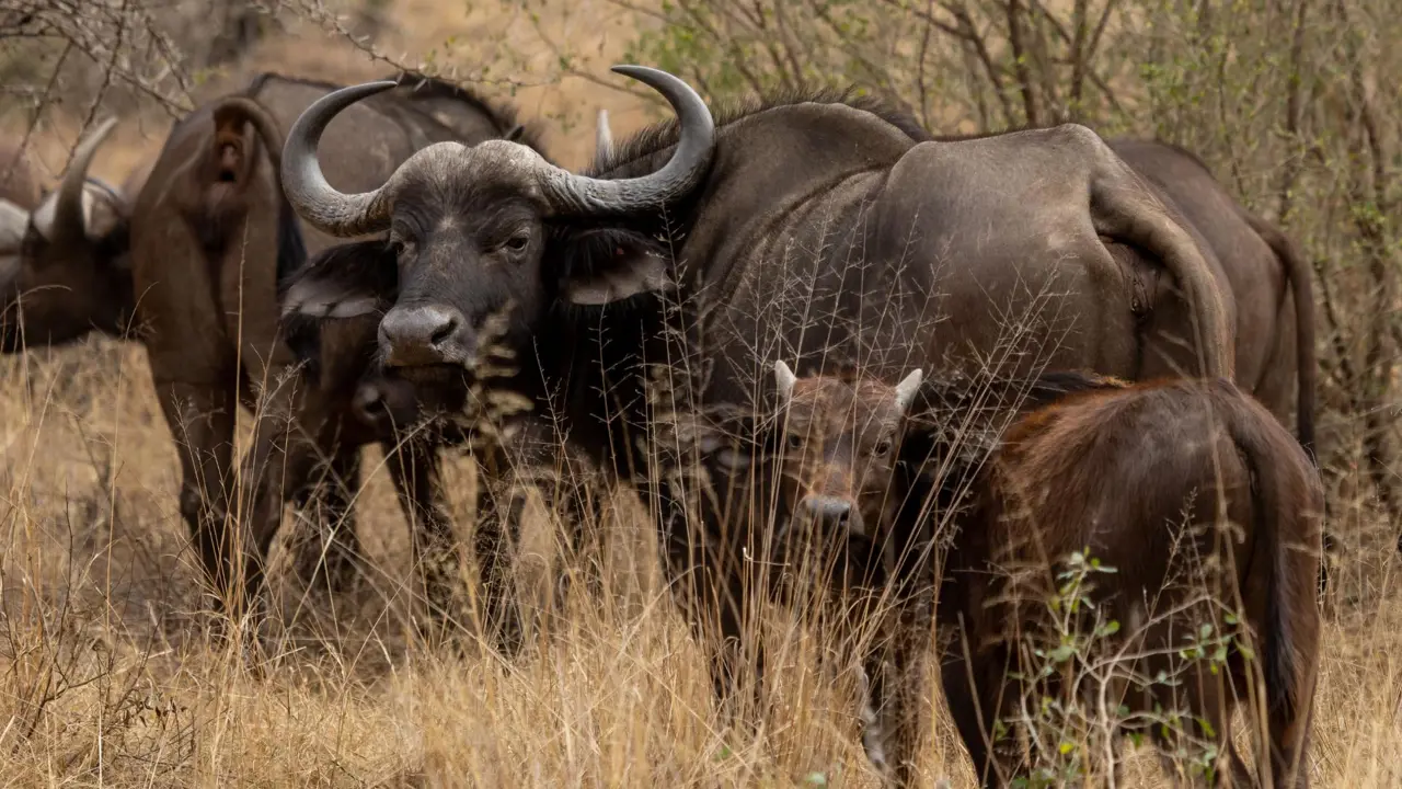 Babanango Game Reserve, buffalo