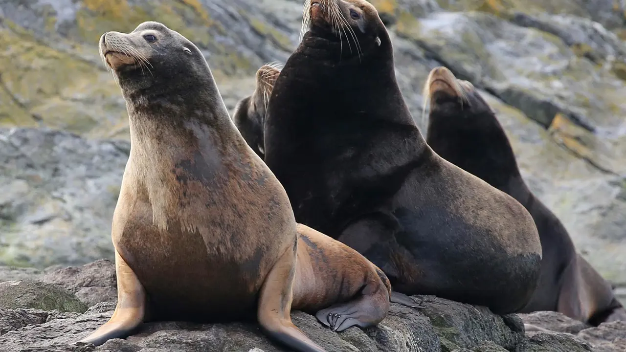Whale watching cruise, sea lions