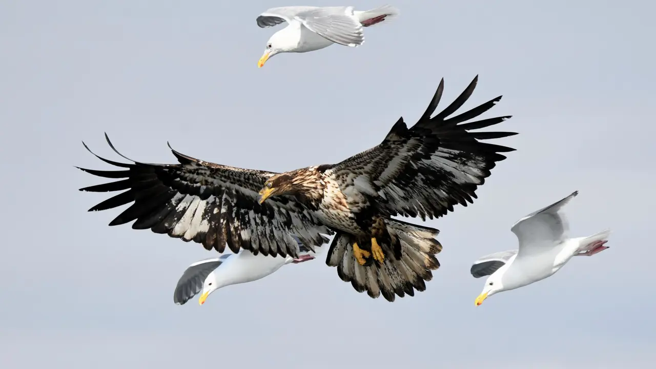 Whale watching cruise, eagle and sea birds