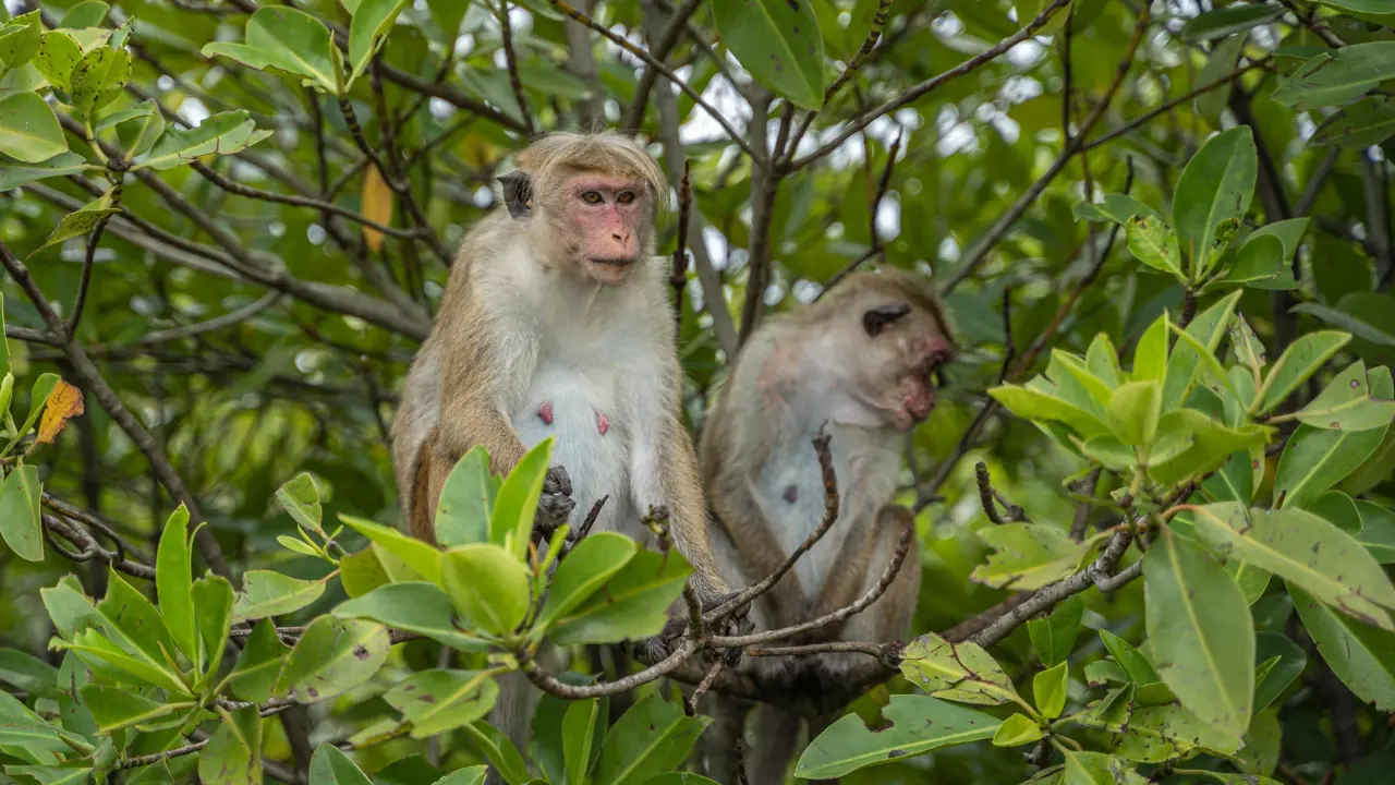Toque Macaques, Negombo Lagoon, Sri Lanka