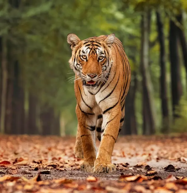 A Bengal tiger walks toward the camera on a forest path in Ranthambore National Park, India, surrounded by trees
