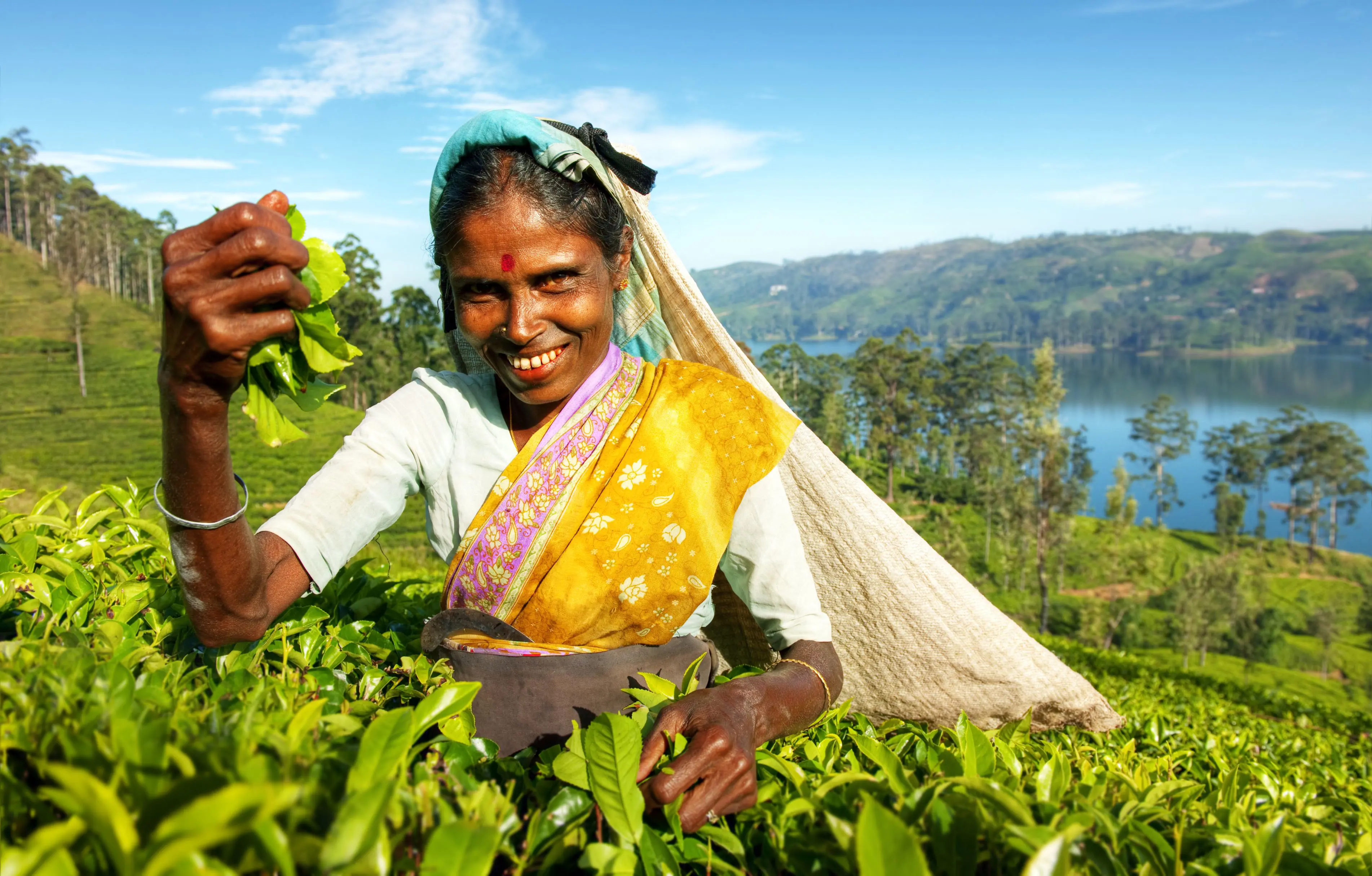 Indigenous Sri Lankan Tea Picker