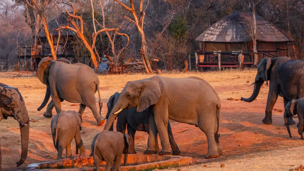 Ivory Lodge, Hwange National Park, elephants near the lodge
