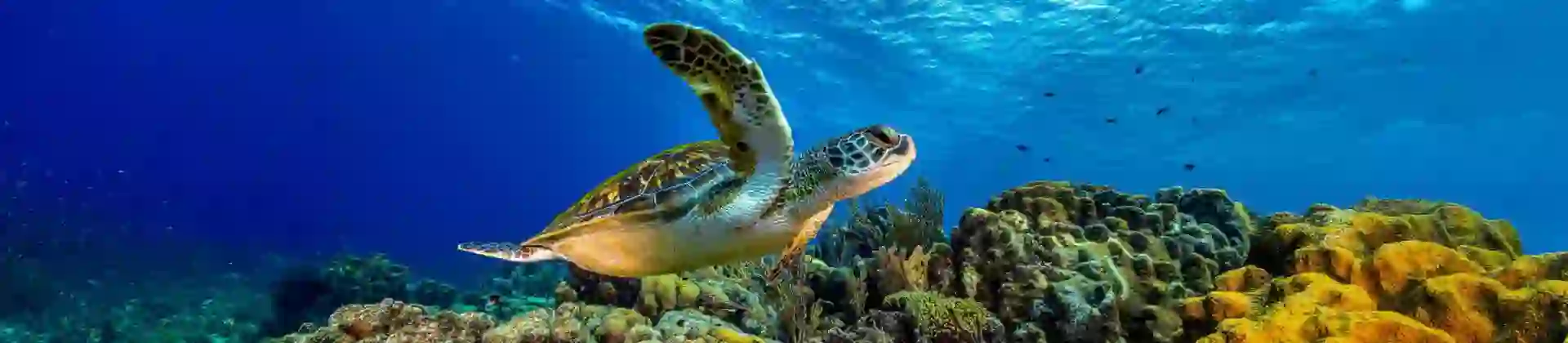 Sh 2652711911 Giant Sea Turtle, Great Barrier Reef